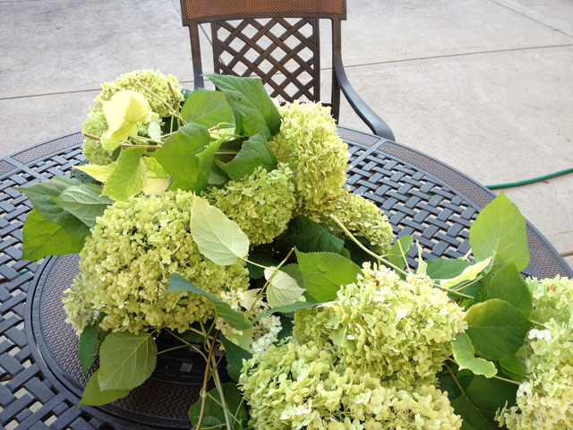 hydrangea clippings