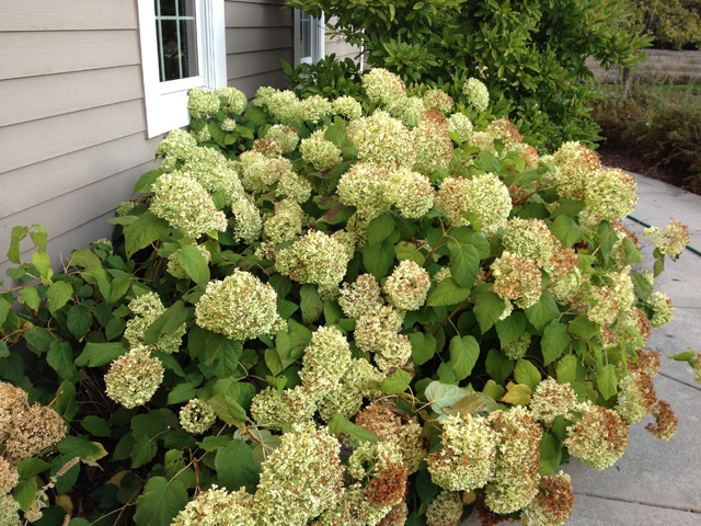 drying hydrangeas