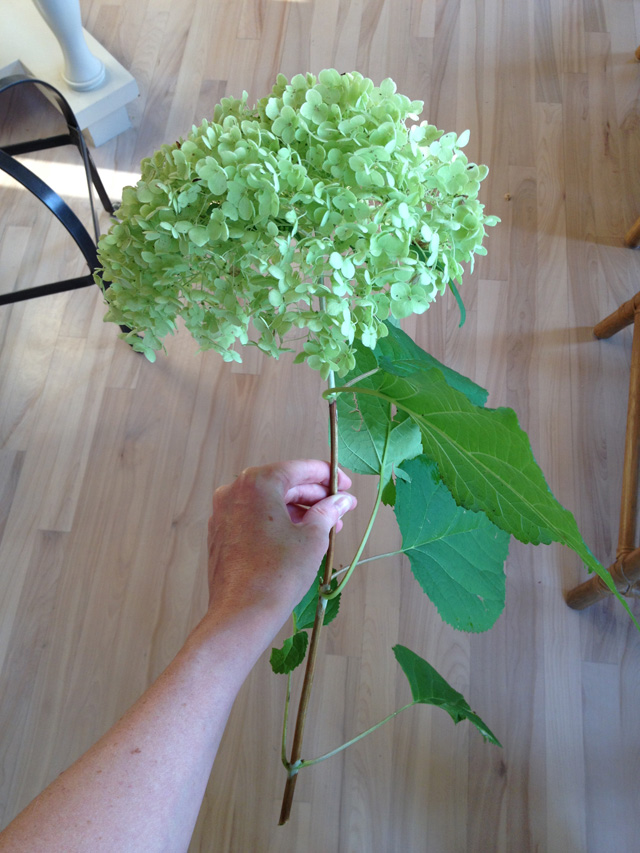 trimming hydrangea bushes to make arrangements