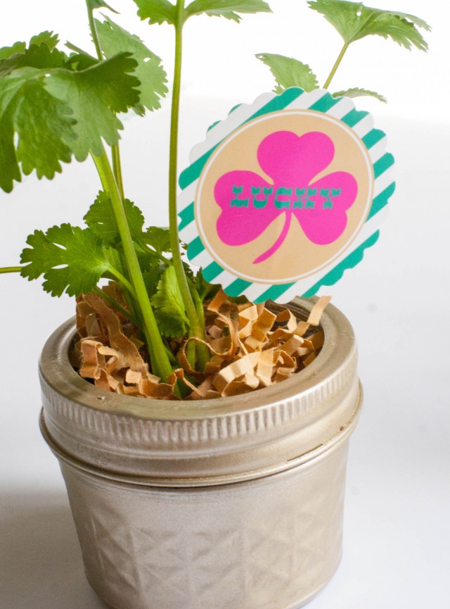 st-patricks-day-gold-mason-jars-cilantro-printables-pot-of-gold-lucky-clover