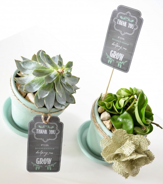 Succulent teacher gift