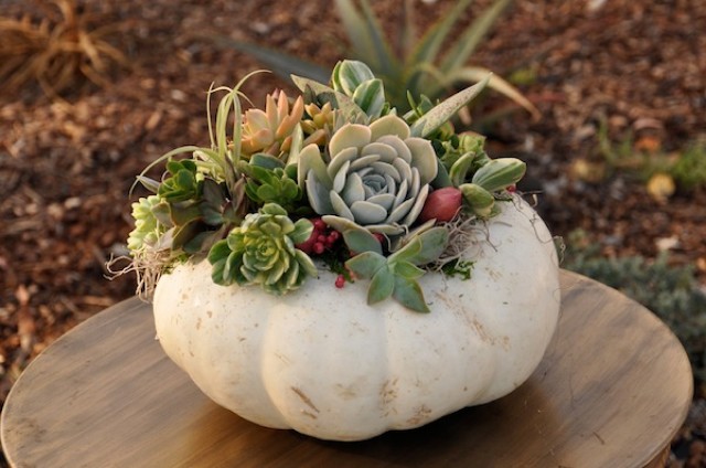 Pumpkin fall display with succulents