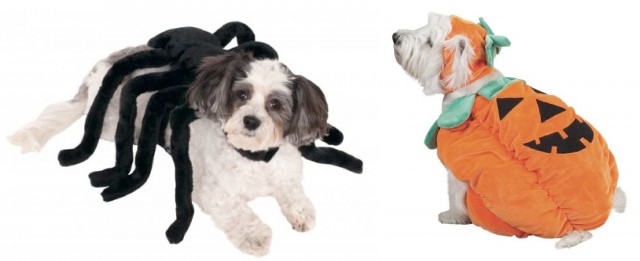 pumpkin and spider pet costumes